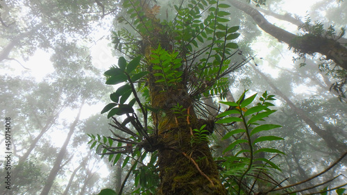 tree in the winter forest