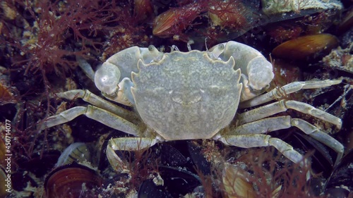 Grapsoid Crab (Brachynotus sexdentatus) on a mussel settlement overgrown with red algae, close-up. photo