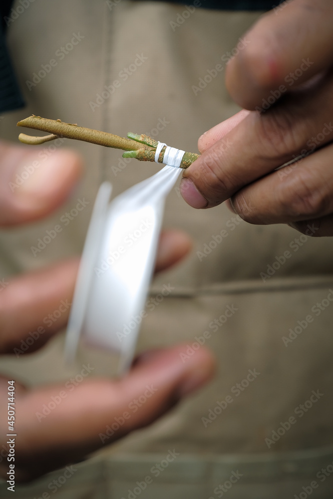 Gardener make grafting durian tree. Gardener use white tape for plant propagation Gardener make grafting durian tree. Gardener use white tape for plant propagation