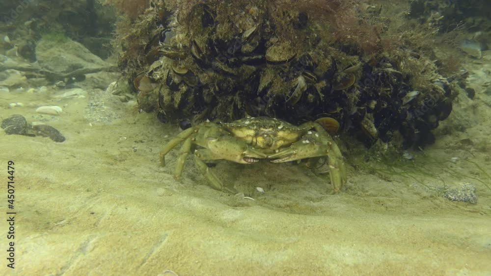 Green crab or Shore crab (Carcinus maenas) next to a rock covered in mussels. Green crab or Shore crab (Carcinus maenas) next to a rock covered in mussels.