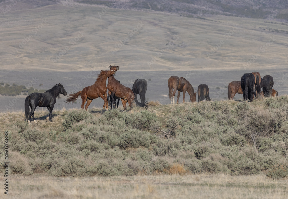 Herd of Wild Horses in the Utah Desert Herd of Wild Horses in the Utah Desert
