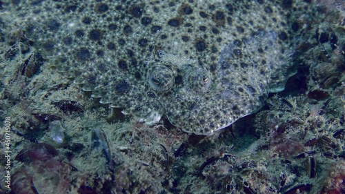 A portrait of a Mediterranean turbot (Scophthalmus maximus), then the camera slowly zooms out to show the fish's head, front view. photo