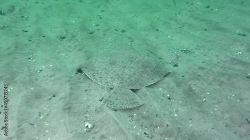 European turbot (Scophthalmus maximus) swims over a sandy bottom.