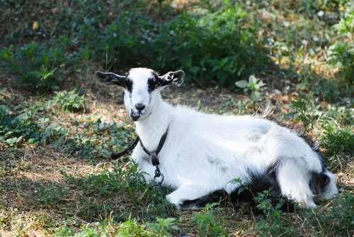 Black and white goat laing on the ground and chewing grass