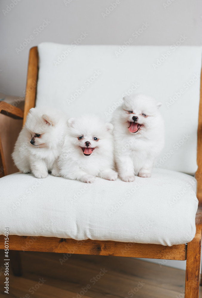 Three white cute pomeranian puppies in soft armchair. Closeup Three white cute pomeranian puppies in soft armchair. Closeup