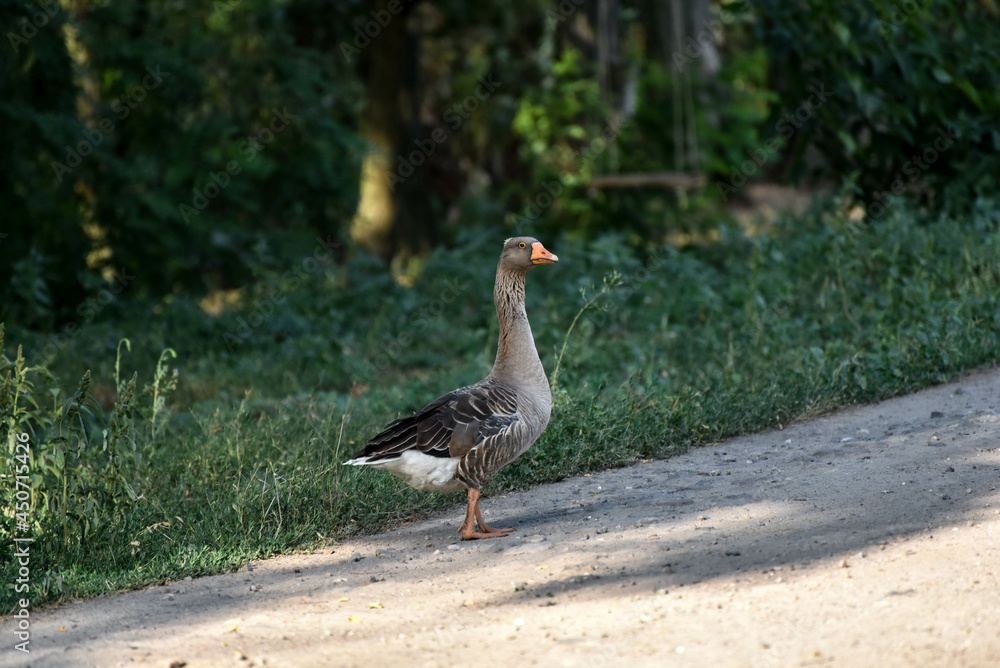 One goose standing and watching into distance, countryside wildlife One goose standing and watching into distance, countryside wildlife