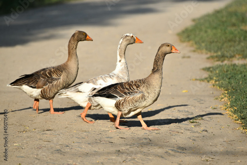 Group of geese crossing the road, countryside wildlife