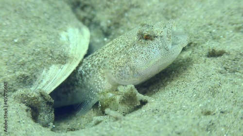 Reproduction Marbled goby (Pomatoschistus marmoratus): male guarding the nest demonstrates a threat pose - wide open mouth, close-up. photo