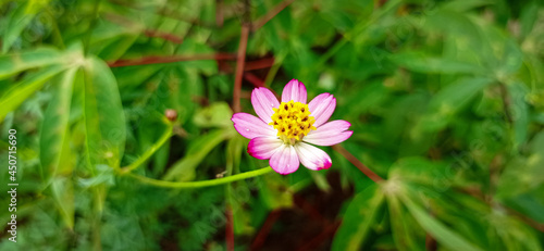 Beautifull Cosmos flower
