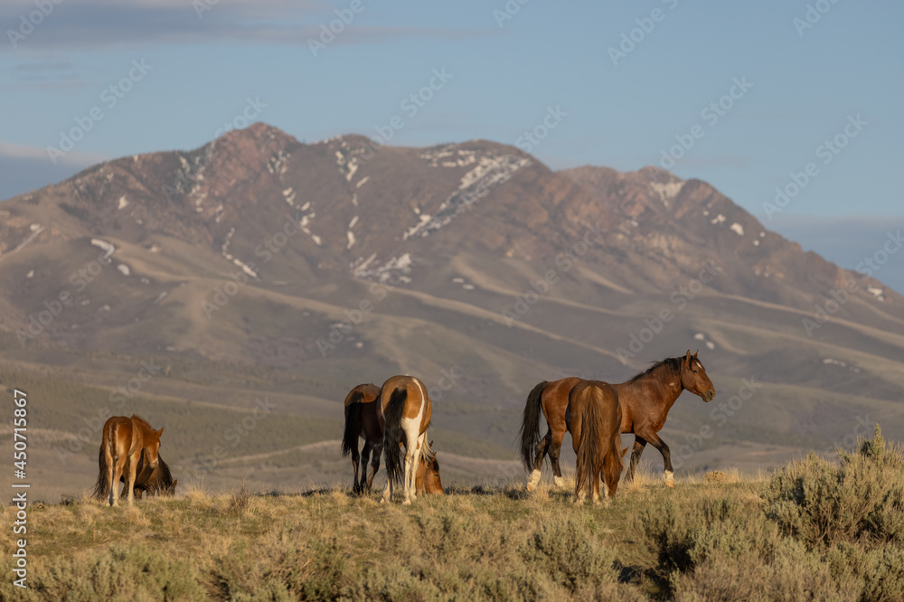 Herd of Wild Horses in the Utah Desert Herd of Wild Horses in the Utah Desert
