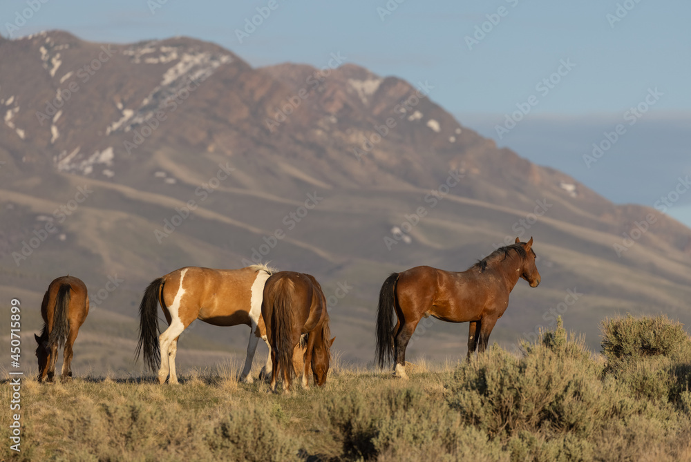 Herd of Wild Horses in the Utah Desert Herd of Wild Horses in the Utah Desert