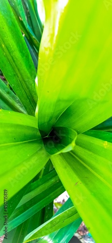 close up of leaves