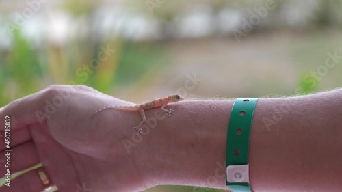 Young Gecko Sits on the Man's Hand in Hotel in Egypt and Runs Away. Amazing Camouflage Animals. Sinai Fan-Fingered Gecko, Ptyodactylus guttatus photo