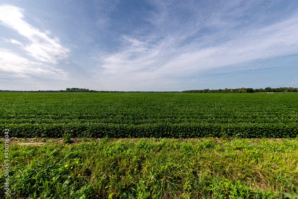 Soybean field in the Richelieu valley in Quebec