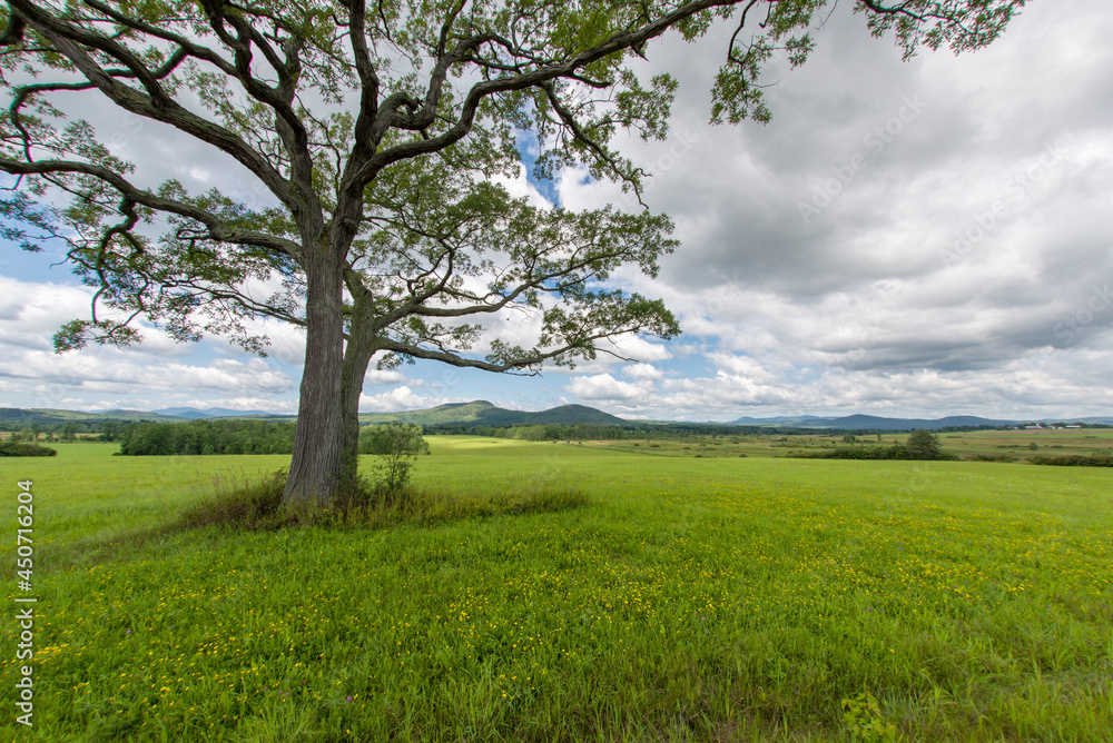 Summer scene in the heart of the Adirondack Mountains Summer scene in the heart of the Adirondack Mountains