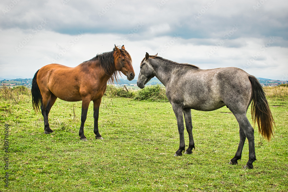 Dos caballos mirándose en un verde prado junto a la costa quebrada de Cantabria, España Dos caballos mirándose en un verde prado junto a la costa quebrada de Cantabria, España