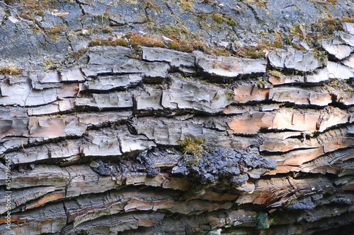 Tree bark texture. Suitable for backgrounds.