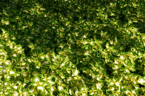 The sun's rays fall on the plants. Nature.