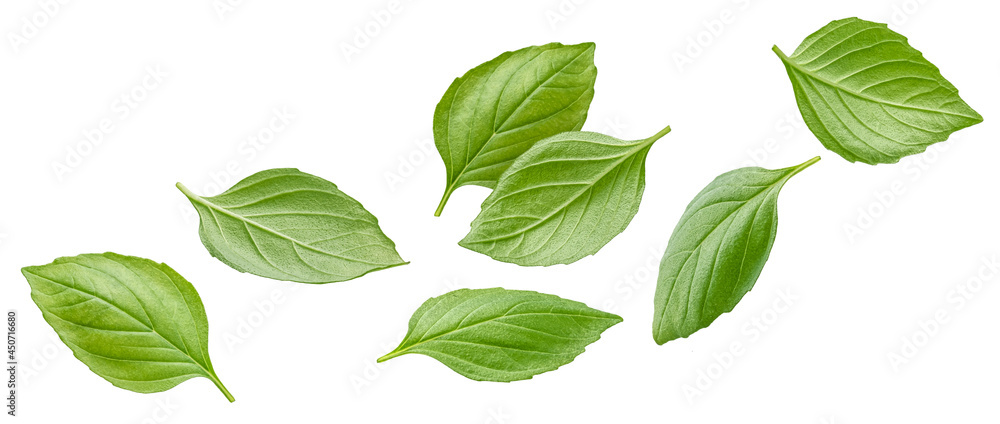 Basil leaves isolated on white background with clipping path Basil leaves isolated on white background with clipping path