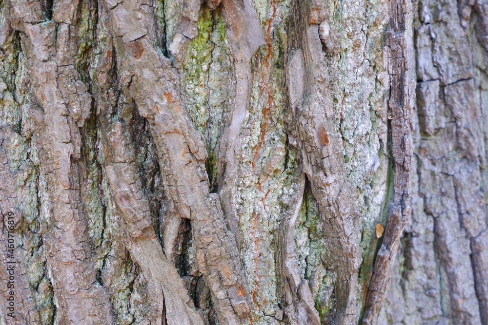 Tree bark texture. Suitable for backgrounds. Tree bark texture. Suitable for backgrounds.