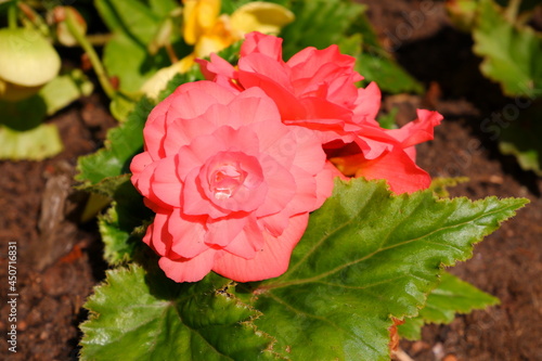 A pink flower with a dew drop grows in the sun.