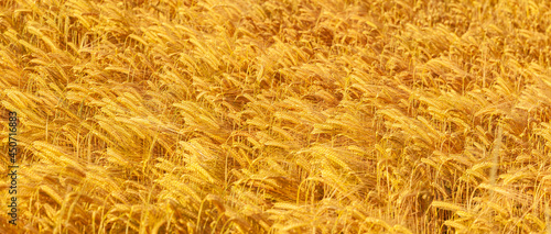 Reifes goldenes Gerstenfeld Nahaufnahme