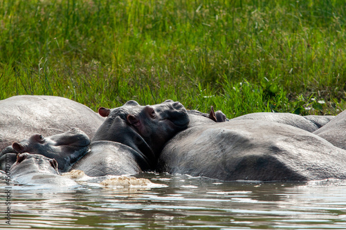 hippos Murchinson Falls National Park Uganda photo