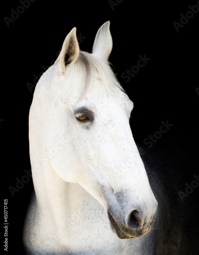 white and gray horse over black background © felipecamps