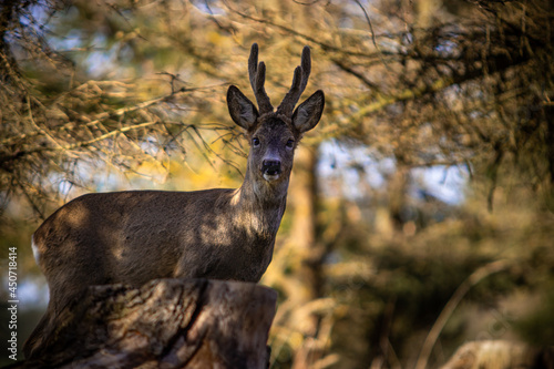 deer in the forest