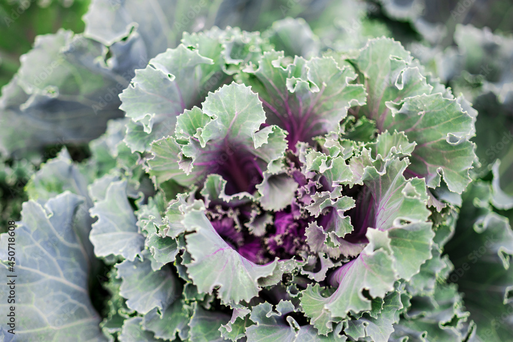 Ornamental decorative cabbage close-up in the garden. Natural background from cabbage. Landscaping. Ornamental decorative cabbage close-up in the garden. Natural background from cabbage. Landscaping.