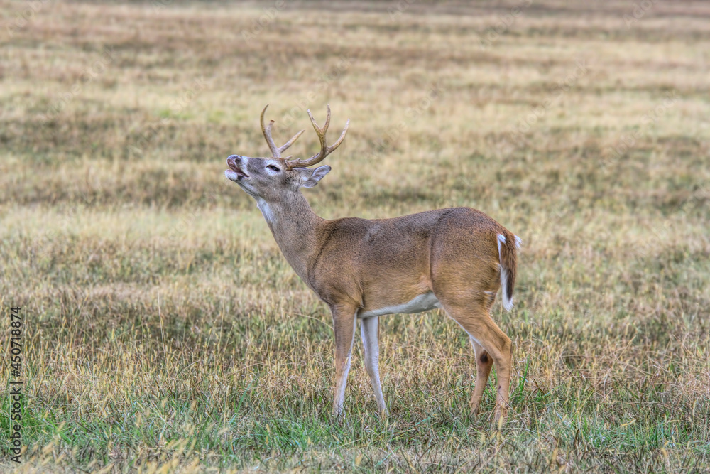 Fototapeta premium Crooning Buck