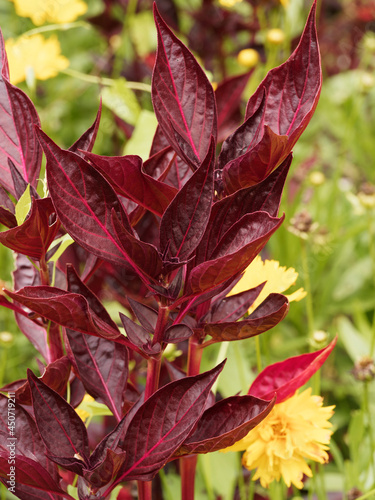Herbst's bloodleaf or Iresine herbstii 'Blazin Rose' gorgeous plant with foliage interest for its rich ruby coloured leaves photo