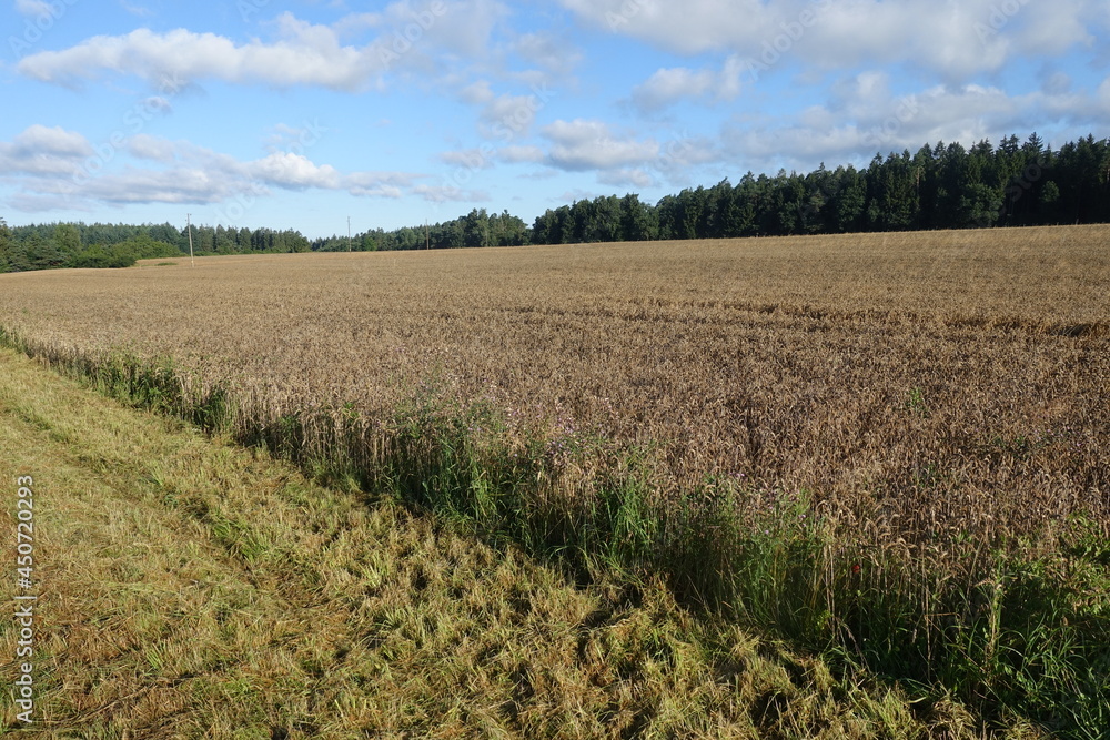 Landwirtschaftliche Felder Landwirtschaftliche Felder