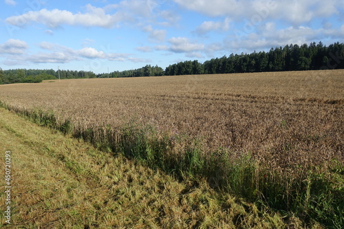 Landwirtschaftliche Felder