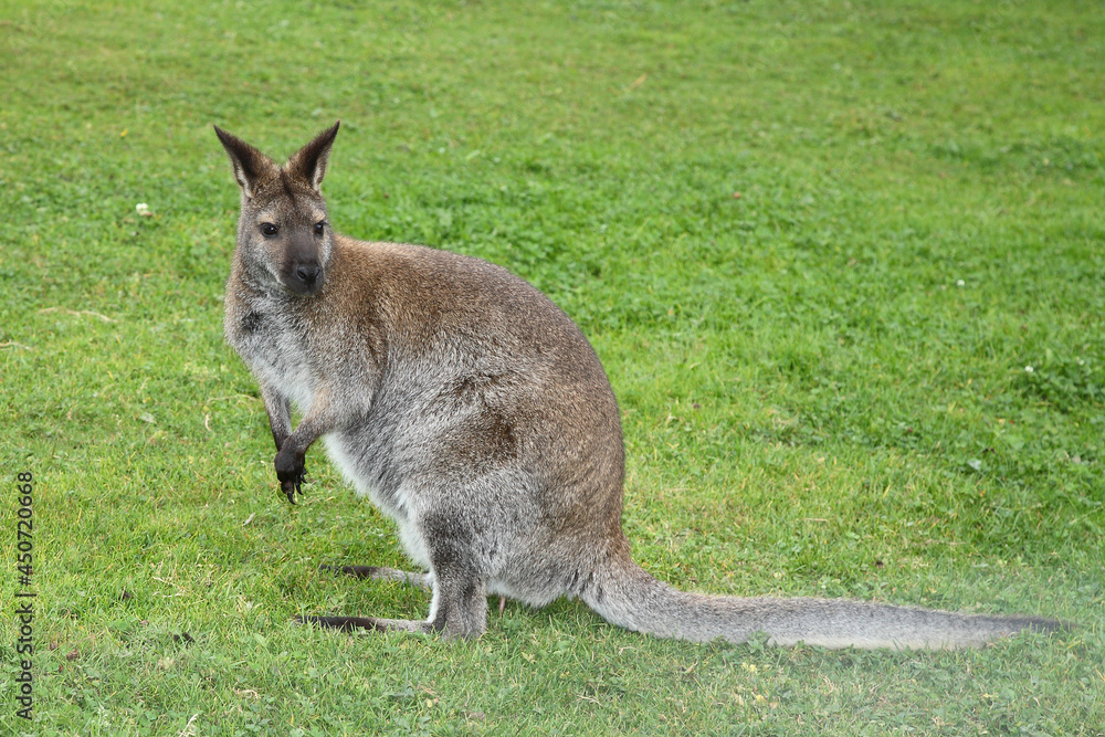 Rotnackenwallaby / Red-necked wallaby / Notamacropus rufogriseus Rotnackenwallaby / Red-necked wallaby / Notamacropus rufogriseus