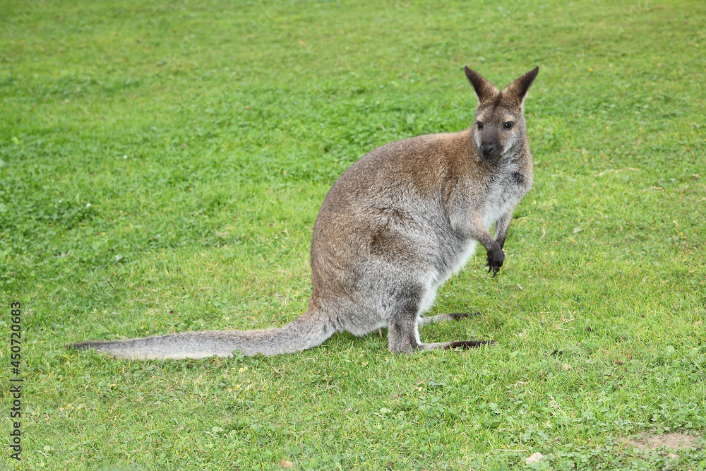 Rotnackenwallaby / Red-necked wallaby / Notamacropus rufogriseus Rotnackenwallaby / Red-necked wallaby / Notamacropus rufogriseus
