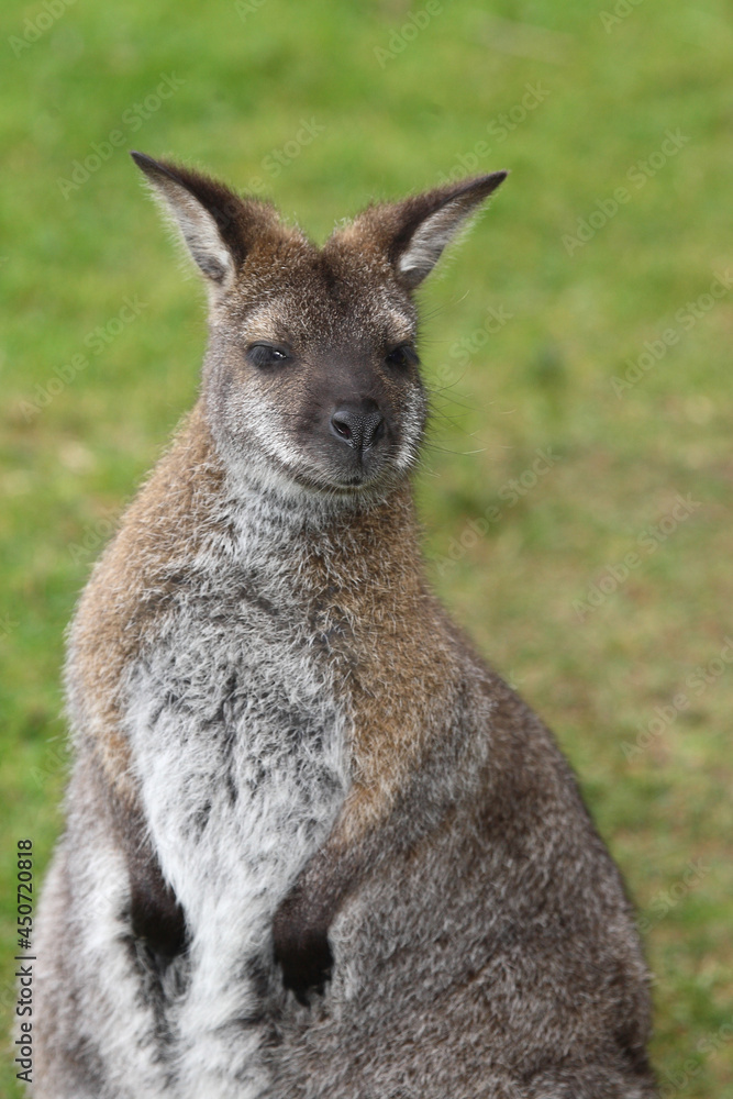 Rotnackenwallaby / Red-necked wallaby / Notamacropus rufogriseus