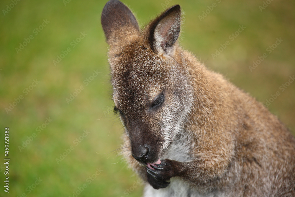Rotnackenwallaby / Red-necked wallaby / Notamacropus rufogriseus Rotnackenwallaby / Red-necked wallaby / Notamacropus rufogriseus