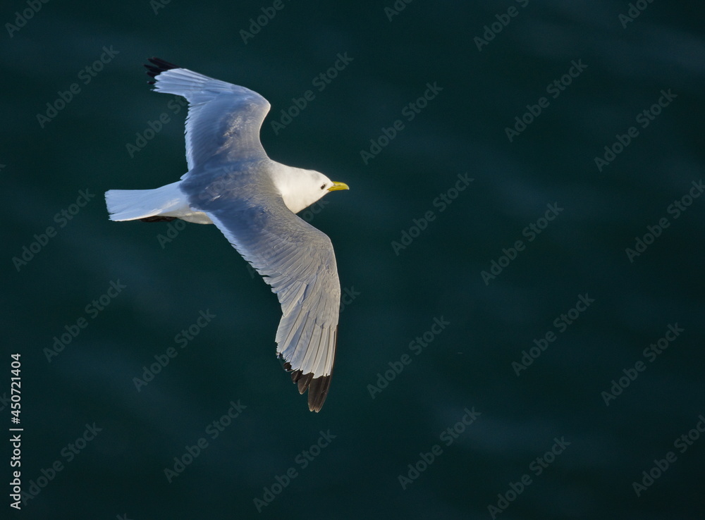 Kittiwake, flying over the sea, near Bempton Cliffs, Yorkshire, UK Kittiwake, flying over the sea, near Bempton Cliffs, Yorkshire, UK