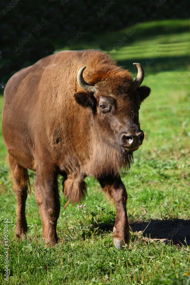 Wisent / European bison / Bison bonasus