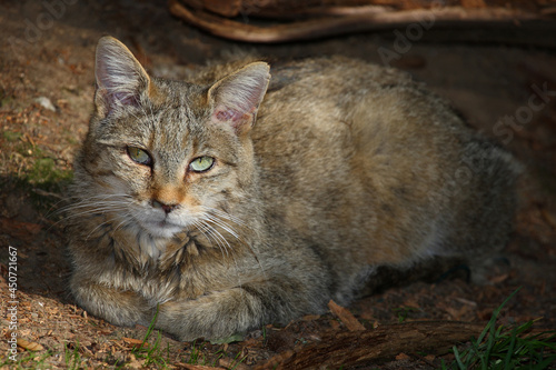 Canvas Print Europäische Wildkatze / European wildcat / Felis sylvestris