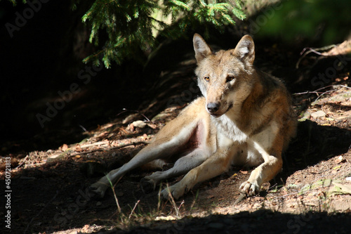 Wolf   Wolf   Canis lupus