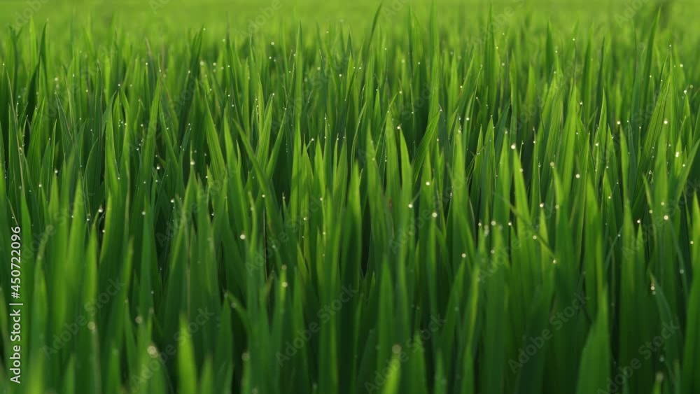 Rice fields in Northeast China in July Rice fields in Northeast China in July