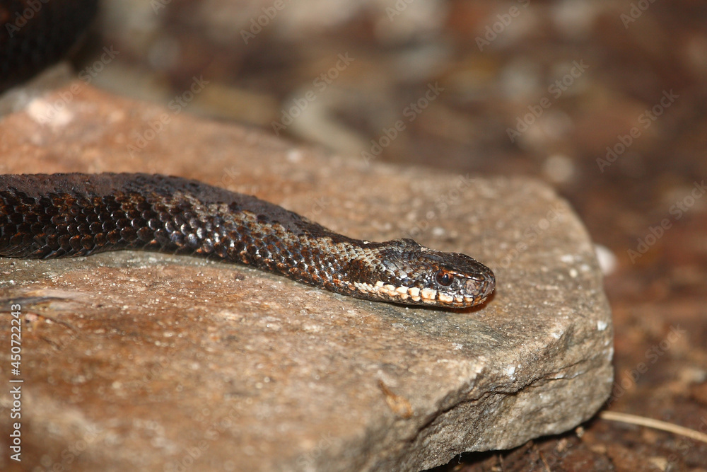 Kreuzotter / Common European adder / Vipera berus Kreuzotter / Common European adder / Vipera berus