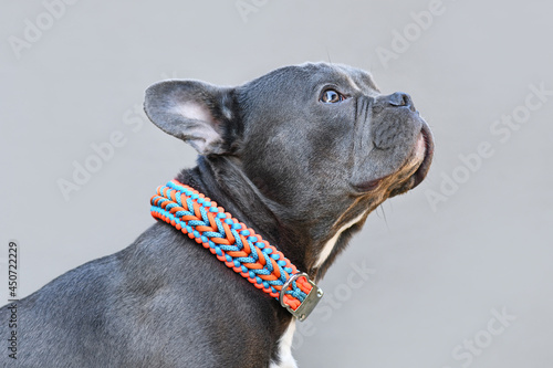 Black French Bulldog dog with long nose wearing a handmade paracord string collar photo