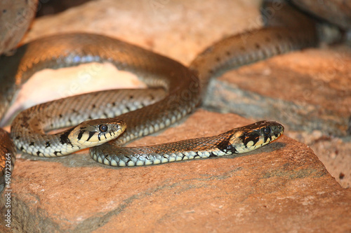 Ringelnatter / Grass snake / Natrix natrix