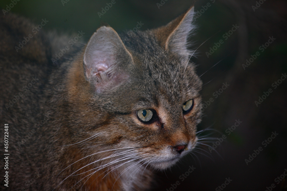Europäische Wildkatze / European wildcat / Felis sylvestris