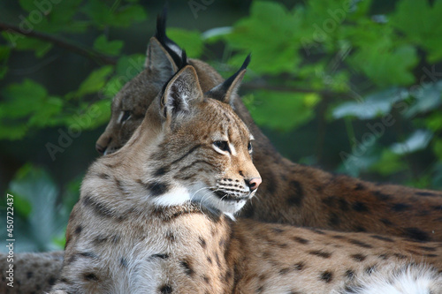 Eurasischer Luchs / Eurasian Lynx / Lynx lynx.. © Ludwig