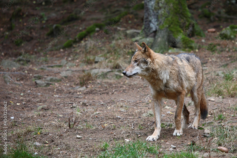 Wolf / Wolf / Canis lupus