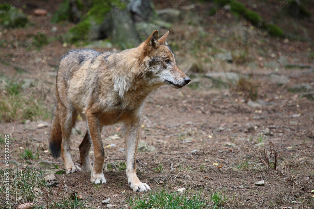 Fototapeta premium Wolf / Wolf / Canis lupus